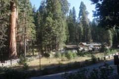 Big Trees Trail