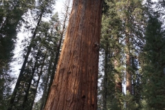 General Sherman - unser Fotoapparat war zu klein für ihn