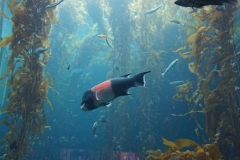 Riesenfisch im Aquarium