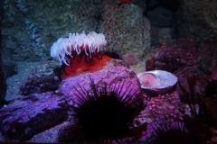 die farbenfrohe Seeanemone