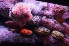 lebende Muscheln