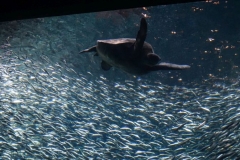 Riesenschildkröte