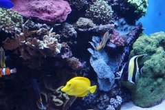 Nemo und seine Freunde