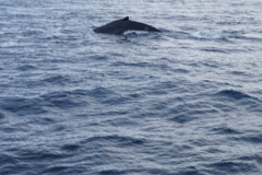 Whale Watching