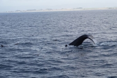 Whale Watching