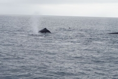 Whale Watching