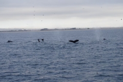 Whale Watching