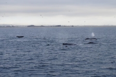 Whale Watching