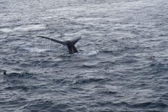 Whale Watching